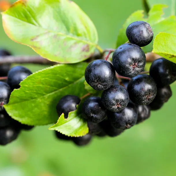 aronia-miczurina-1l-rodzaj-rosliny-inny