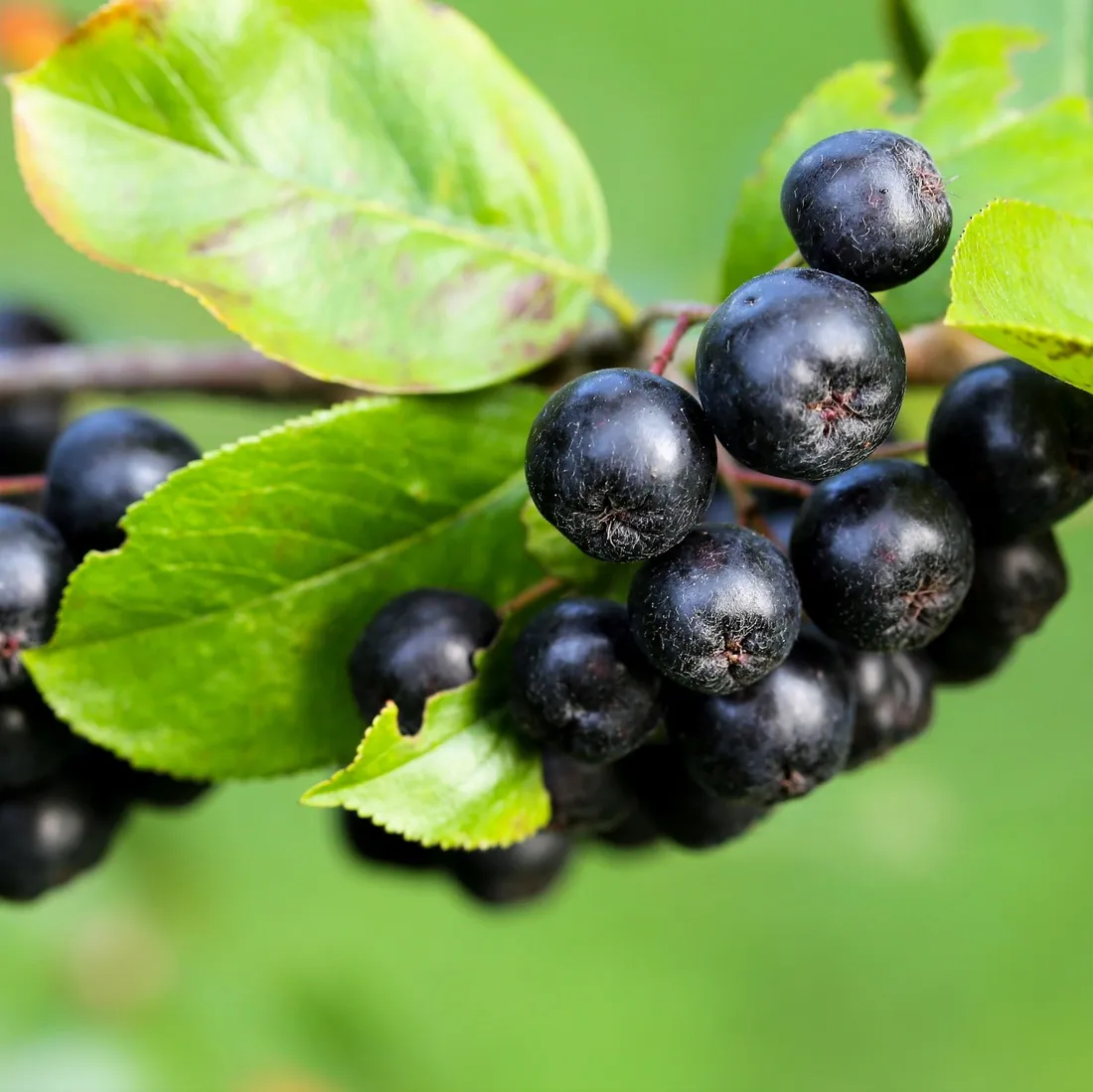 aronia-miczurina-1l