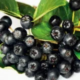 aronia-miczurina-1l-roslina-w-postaci-sadzonka-w-pojemniku-1-2l