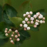 aronia-miczurina-1l-styl-ogrod-skalny-ogrod-japonski-ogrod-wiejski-ogrod-nowoczesny-ogrod-srodziemnomorski-roslina-w-postaci-sadzonka-w-pojemniku-1-2l