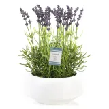 artflower-lavendi-white-32cm