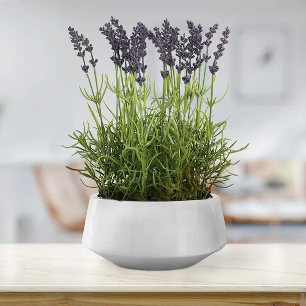 artflower-lavendi-white-32cm-stan-nowy
