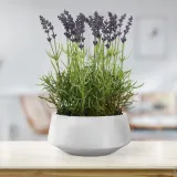 artflower-lavendi-white-32cm-stan-nowy