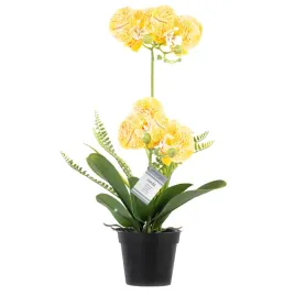 artflower-orchi-honey