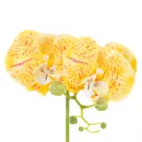 artflower-orchi-honey-stan-nowy