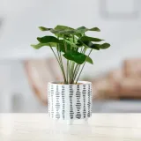 artflower-flori-23cm-stan-nowy