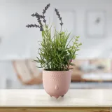 artflower-lavendi-pink-stan-nowy