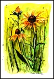 jezowka-echinacea-akwarela-oryginal