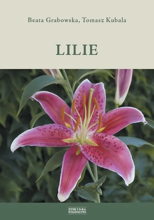 lilie