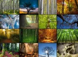puzzle-2000-collage-magiczne-lasy
