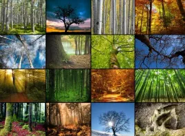 puzzle-2000-collage-magiczne-lasy