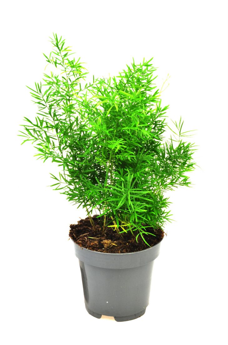 Asparagus densiflorus 'Cwebe' Szparag P12 ERLI.pl