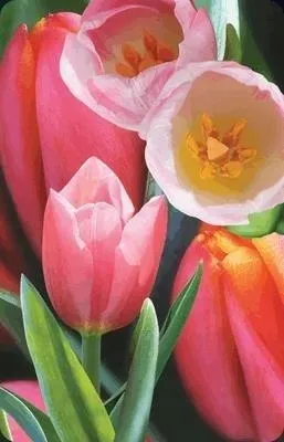 mini-kartka-3d-tulipan