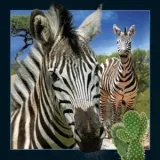 magnes-3d-zebra