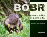 bobr-pracowity-maciwoda