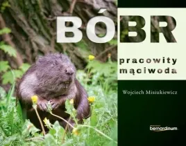 bobr-pracowity-maciwoda
