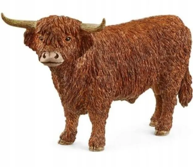 highland-bull