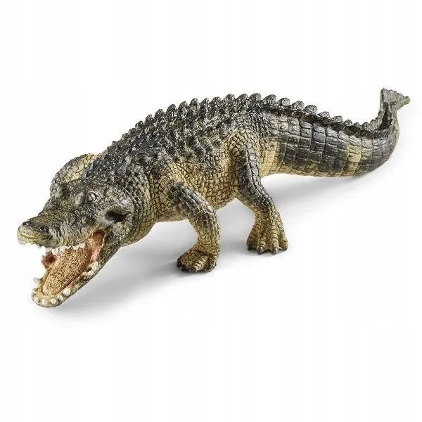 aligator
