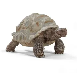 zolw-gigant