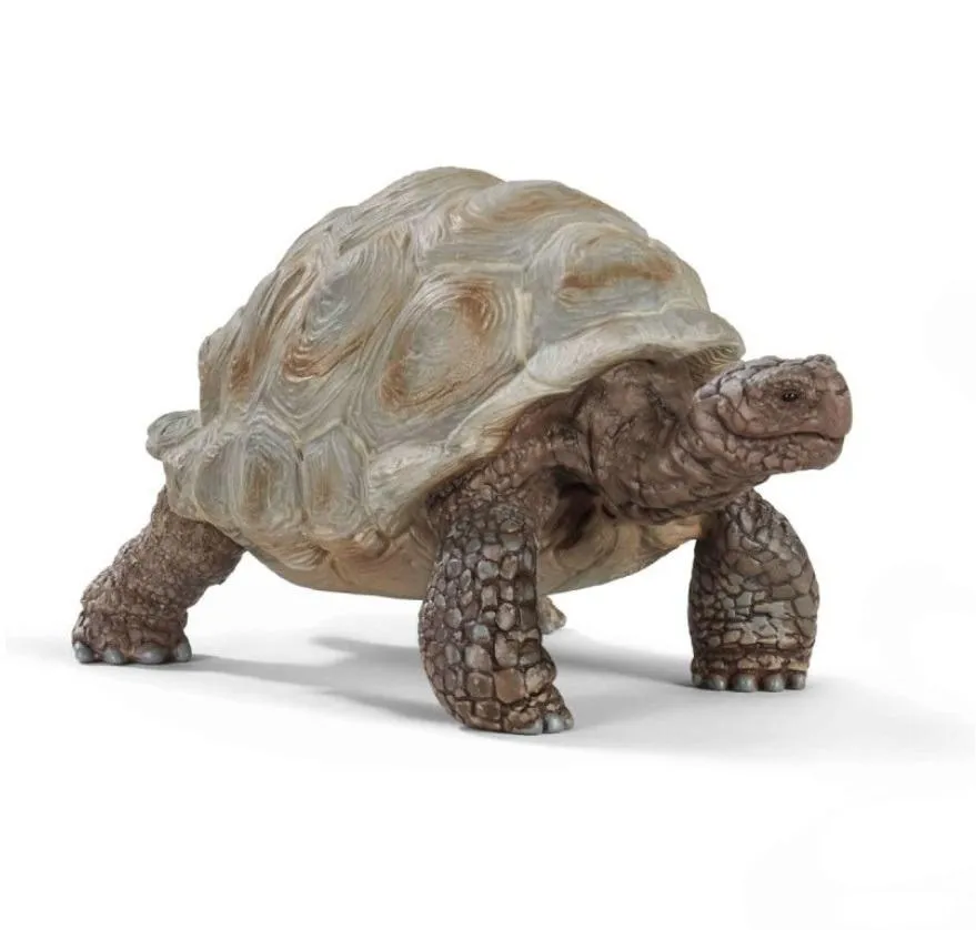 zolw-gigant
