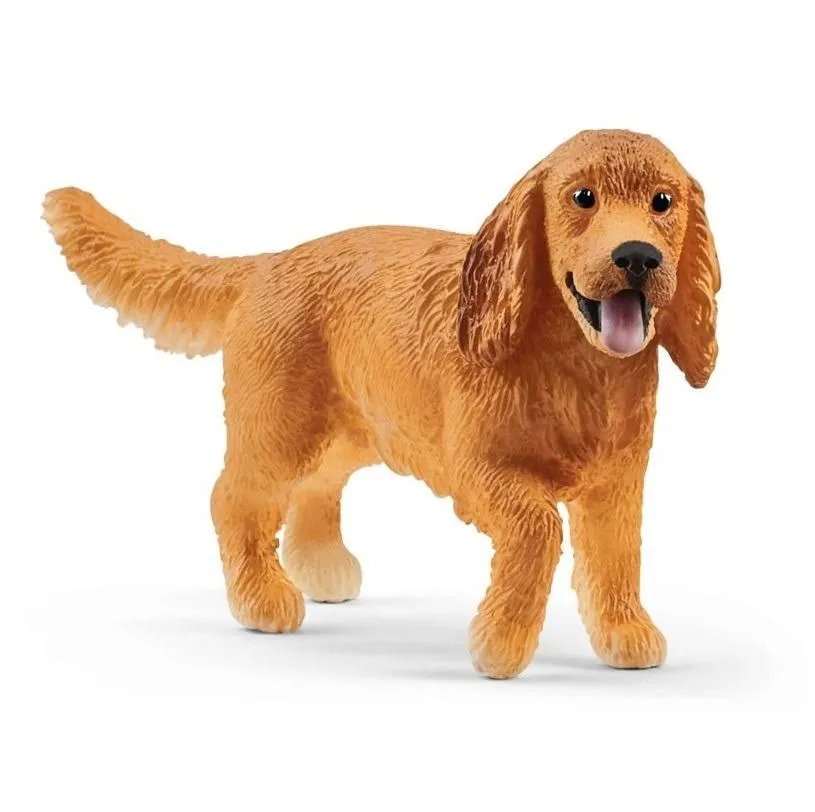 angielski-cocker-spaniel