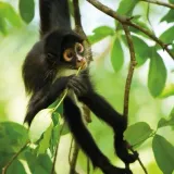 karnet-kwadrat-z-koperta-spider-monkey