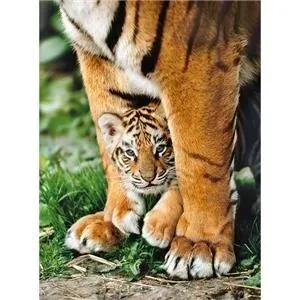 puzzle-500-bengal-tiger-cub