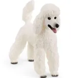 pudel-duzy
