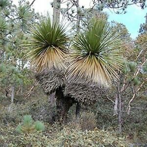 Nolina BEARGRASS TREE bylina doniczkowa nasiona 