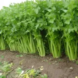 seler-naciowy-malachit-nasiona-rodzaj-rosliny-inny
