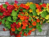 nasturcja-pnaca-mix-nasiona-rodzaj-rosliny-inny