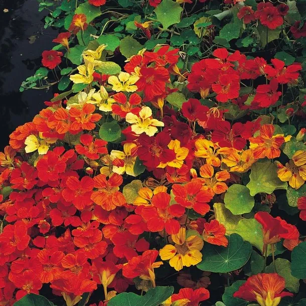 nasturcja-pnaca-mix-nasiona-cykl-rozwojowy-rosliny-jednoroczna