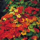 nasturcja-pnaca-mix-nasiona-cykl-rozwojowy-rosliny-jednoroczna