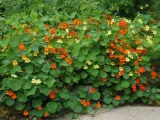nasturcja-pnaca-mix-nasiona-rodzaj-rosliny-inny
