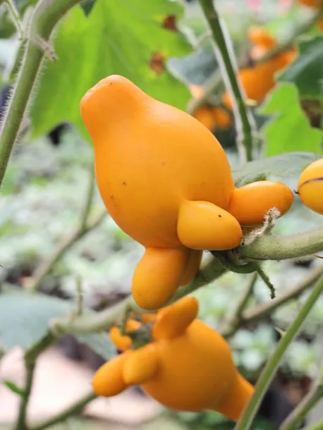 nipplefruit-oryginalny-owoc-striptizerow-nasiona