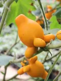 nipplefruit-oryginalny-owoc-striptizerow-nasiona