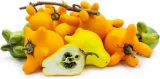nipplefruit-oryginalny-owoc-striptizerow-nasiona-rodzaj-rosliny-inny