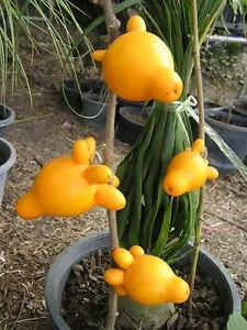nipplefruit-oryginalny-owoc-striptizerow-nasiona-rodzaj-rosliny-inny
