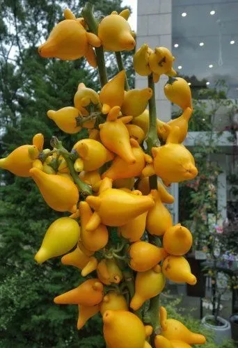 nipplefruit-oryginalny-owoc-striptizerow-nasiona-rodzaj-rosliny-inny
