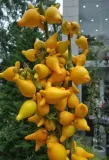 nipplefruit-oryginalny-owoc-striptizerow-nasiona-rodzaj-rosliny-inny