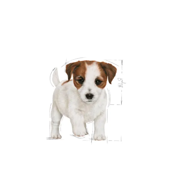 karma-royal-canin-mini-junior-800g-wiek-zwierzecia-szczenieta-i-mlode-psy