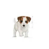 karma-royal-canin-mini-junior-800g-wiek-zwierzecia-szczenieta-i-mlode-psy