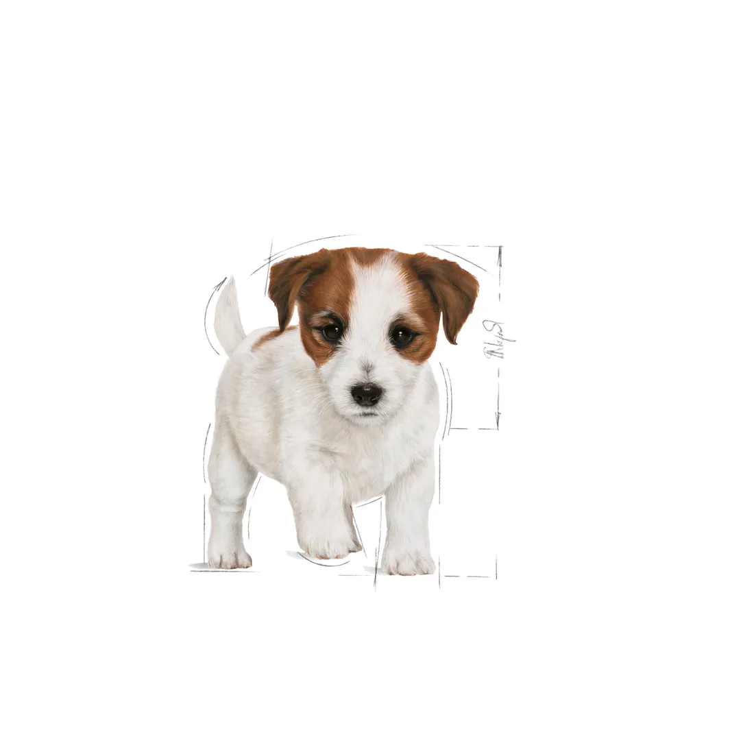 karma-royal-canin-mini-junior-800g