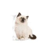 royal-canin-second-age-kitten-400g-marka-royal-canin