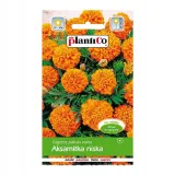 aksamitka-niska-petite-orange
