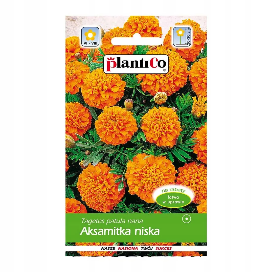 aksamitka-niska-petite-orange