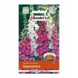 naparstnica-purpurowa-mix-rodzaj-rosliny-inny