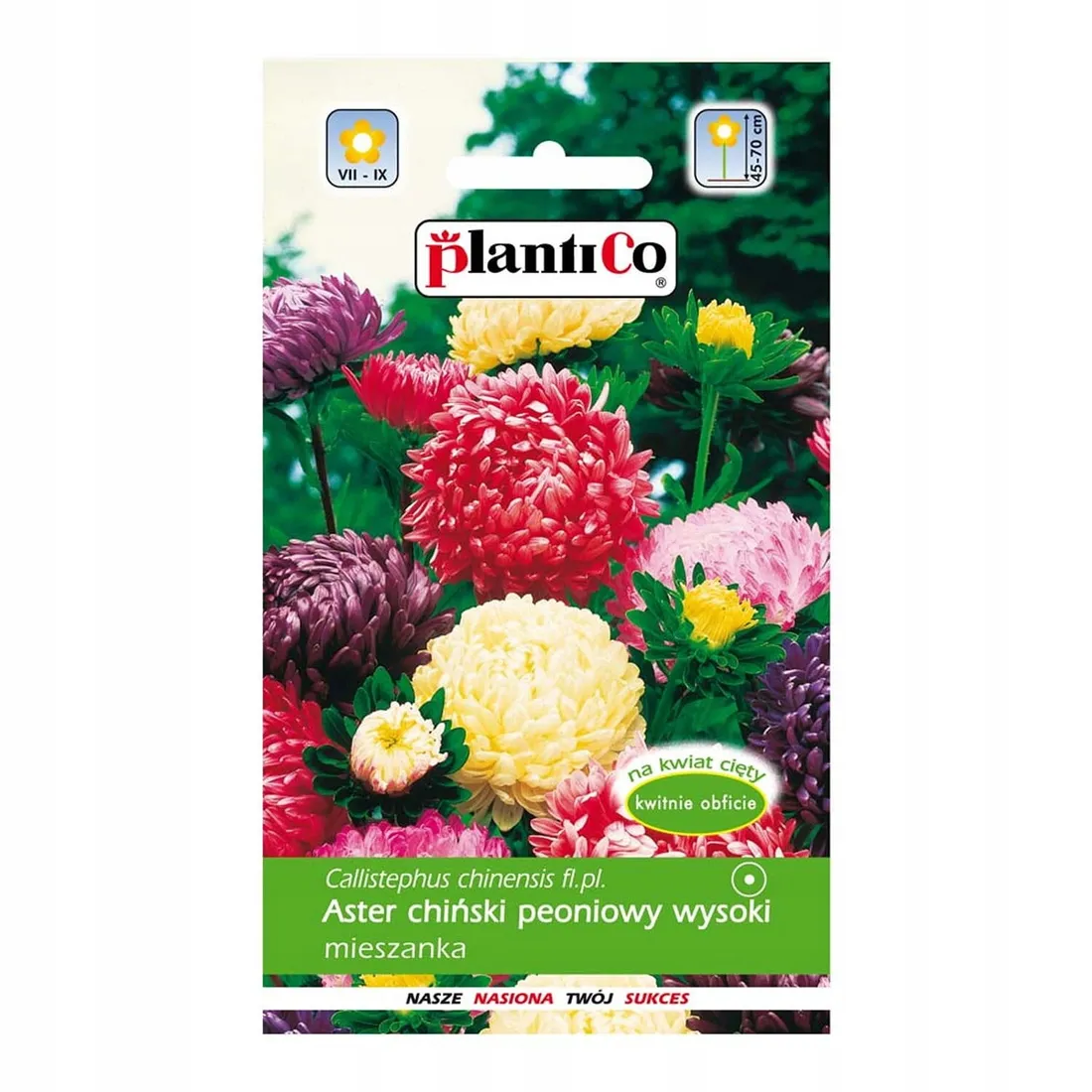aster-chinski-peoniowy-mix