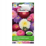 aster-chinski-ksiazecy-mix