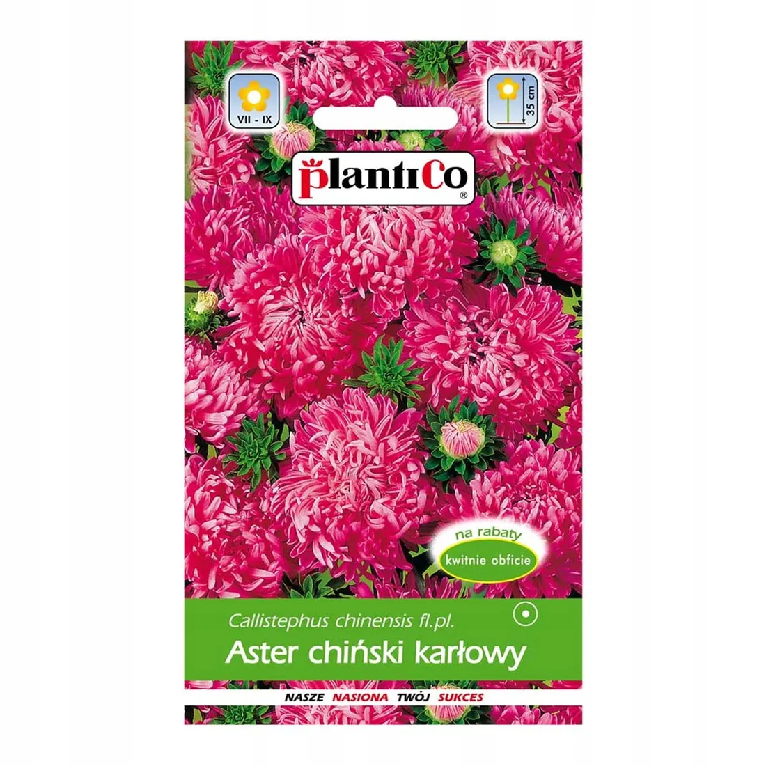 aster-karlowy-amarantowy